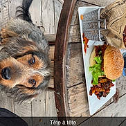 Asco participe au concours pour gagner de l'argent avec cette photo : dog, burger, fries, wooden_table, outdoor, decking, metal_chair, plate, food, pet, curious, looking_up, rustic, casual_dining, snack, meal, canine, restaurant, leisure, caption