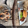 dog, burger, fries, wooden_table, outdoor, decking, metal_chair, plate, food, pet, curious, looking_up, rustic, casual_dining, snack, meal, canine, restaurant, leisure, caption