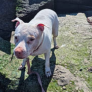Jasmine joined the competition — help win amazing prizes! adventure, animal_portrait, canine, collar, dog, leash, looking_at_camera, moss, nature, outdoors, pet, rocks, rugged_terrain, shadow, shoreline, short_hair, standing, stone, sunlight, white_dog