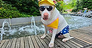 Jasmine joined the competition — help win amazing prizes! animal, city, costume, dog, fountain, funny, garden, greenery, hat, outdoor, park, pet, polka_dots, portrait, sitting, sunglasses, swimwear, water, white_dog, wooden_deck