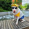 animal, city, costume, dog, fountain, funny, garden, greenery, hat, outdoor, park, pet, polka_dots, portrait, sitting, sunglasses, swimwear, water, white_dog, wooden_deck