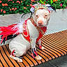 Jasmine is registered to the contest to win money with this photo: animal, bench, celebration, costume, crown, decorated_collar, dog, fashion, feathers, flowers, funny, garden, headdress, jewelry, outdoor, pet, portrait, red_outfit, sitting, white_dog