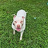 Jasmine is registered to the contest to win money with this photo: animal, daylight, dog, floppy_ears, grass, grinning, happy, lawn, looking_at_camera, open_mouth, outdoor, pet, photography, pink_nose, pit_bull, portrait, short_hair, sitting, white_dog, yard