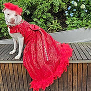 Jasmine joined the competition — help win amazing prizes! animal, bench, costume, cute, daylight, dog, elegant, feathered_hat, flowers, garden, greenery, nature, outdoor, pet_fashion, plants, portrait, red_dress, sitting, white_dog, wooden_bench