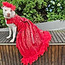 animal, bench, costume, cute, daylight, dog, elegant, feathered_hat, flowers, garden, greenery, nature, outdoor, pet_fashion, plants, portrait, red_dress, sitting, white_dog, wooden_bench