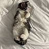kitten, cat, pet, animal, feline, cute, lying_down, bed, white_sheet, soft, fur, small, paws, sleepy, resting, young, domestic_animal, cozy, adorable, curious