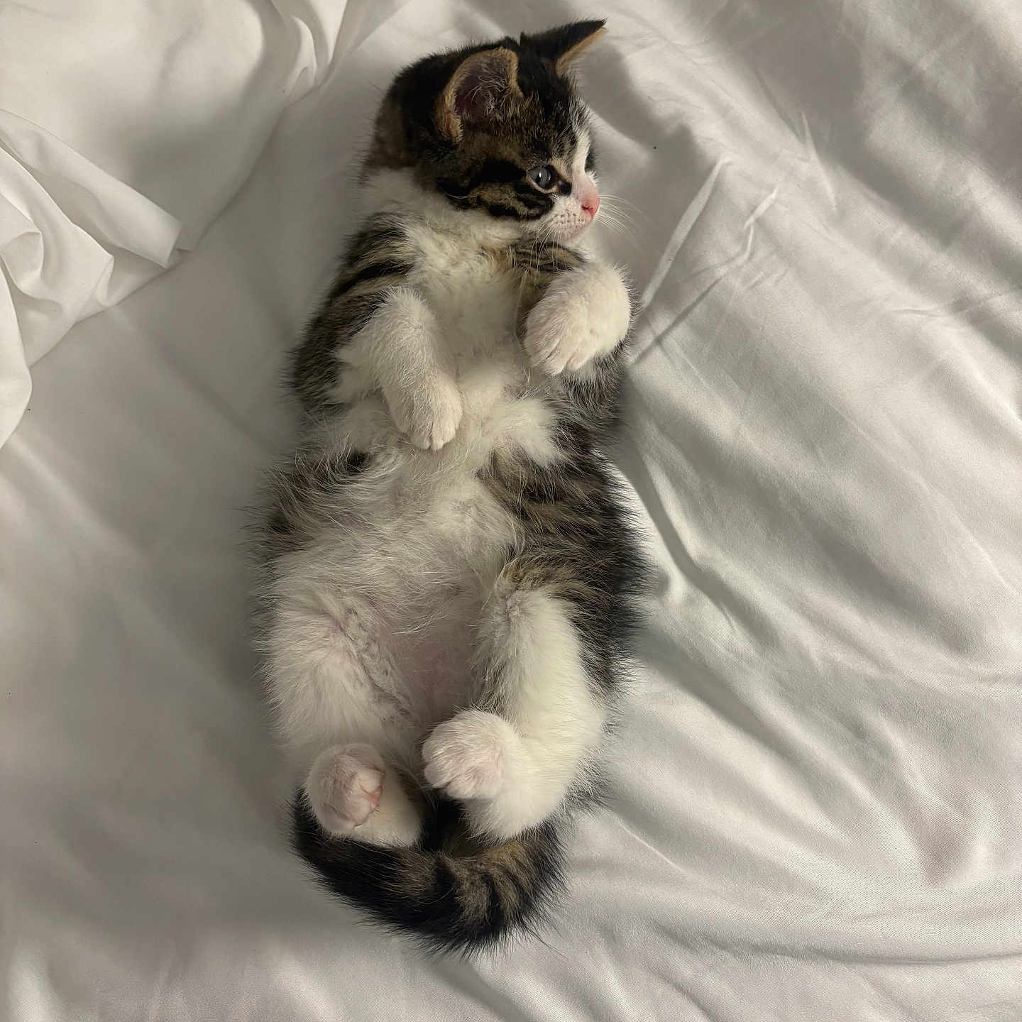 Mr Beans joined the competition — help win amazing prizes! kitten, cat, pet, animal, feline, cute, lying_down, bed, white_sheet, soft, fur, small, paws, sleepy, resting, young, domestic_animal, cozy, adorable, curious
