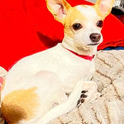 Kash is registered to the contest to win money with this photo: animal, blanket, chihuahua, close_up, collar, cozy, cute, dog, domestic_animal, ears, fur, indoors, lying_down, paw, pet, red_cushion, resting, small_dog, tan_fur, white_fur