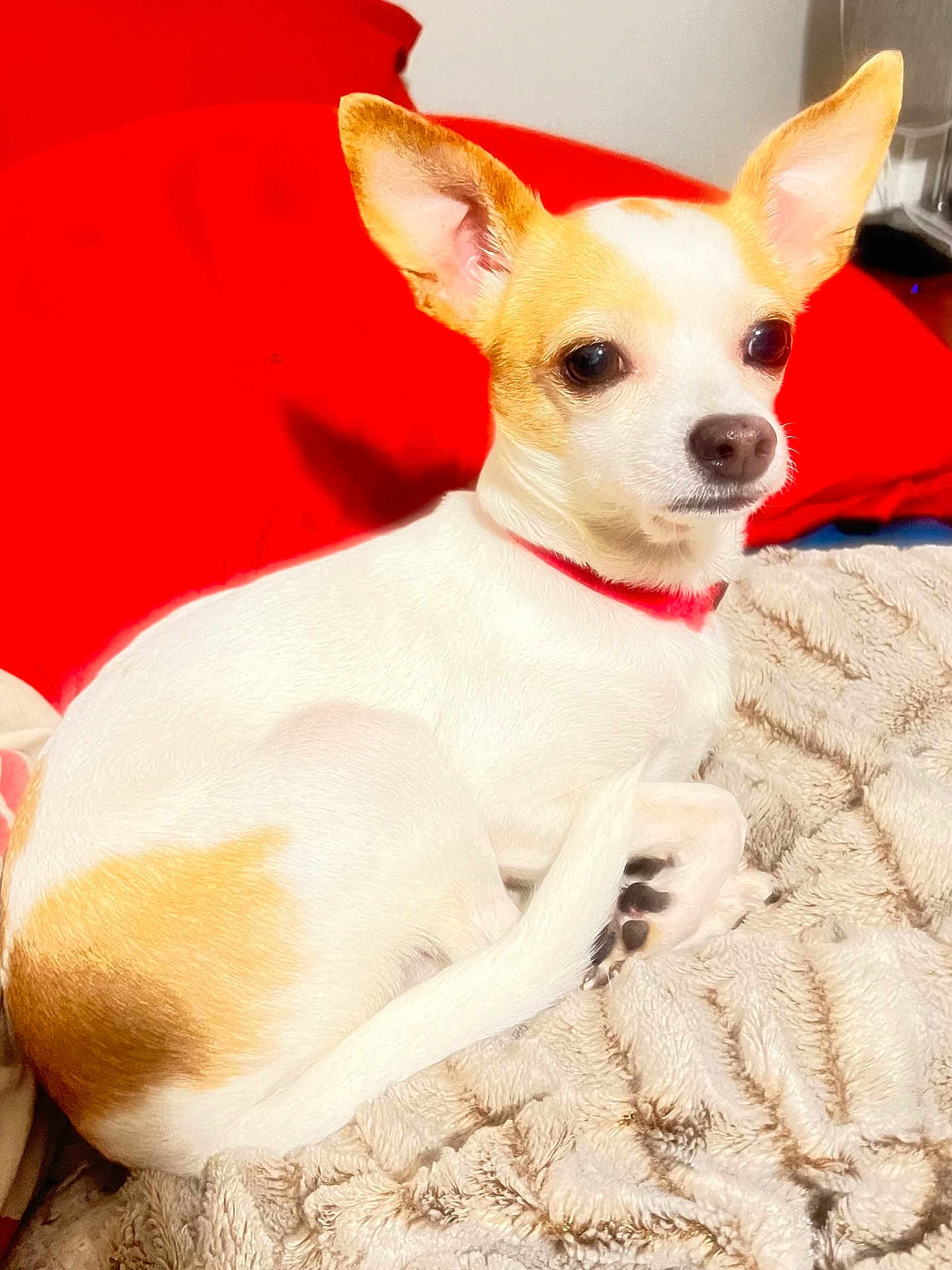 Kash