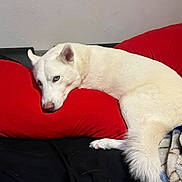 Lilo is registered to the contest to win money with this photo: animal, bed, blanket, blue_eyes, canine, closeup, comfort, cozy, cute, dog, domestic, fur, husky, indoor, laying_down, pet, red_pillow, relaxed, resting, white_dog