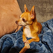 Zoe is registered to the contest to win money with this photo: dog, chihuahua, small_dog, tan_dog, bone, chewed_bone, blanket, blue_blanket, pillow, brown_pillow, couch, gray_couch, indoor, pet, animal, resting, paw, fur, side_view, cozy