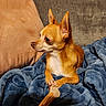dog, chihuahua, small_dog, tan_dog, bone, chewed_bone, blanket, blue_blanket, pillow, brown_pillow, couch, gray_couch, indoor, pet, animal, resting, paw, fur, side_view, cozy
