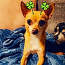 Zoe is registered to the contest to win money with this photo: dog, chihuahua, small_dog, blanket, sofa, indoor, cozy, pet, cute, animal, ears, brown_dog, black_dog, curious, relaxed, furniture, living_room, digital_overlay, shamrock, playful