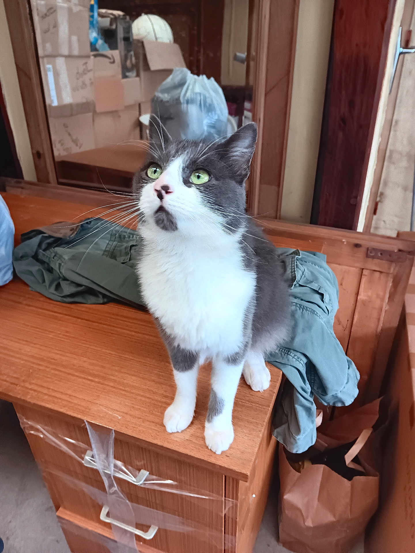 Chat