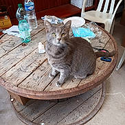 Chat participe au concours pour gagner de l'argent avec cette photo : cat, gray_cat, wooden_table, plastic_chair, water_bottle, indoor, cluttered, household_items, paper, plastic_wrap, scissors, floor, rustic, wood, pet, feline, sitting, tabletop, bottle, container