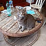 cat, gray_cat, wooden_table, plastic_chair, water_bottle, indoor, cluttered, household_items, paper, plastic_wrap, scissors, floor, rustic, wood, pet, feline, sitting, tabletop, bottle, container