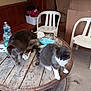cat, table, wooden_table, plastic_chair, bottle, cardboard_box, indoor, clutter, pet, gray_cat, white_cat, floor, container, plastic_bag, bench, household, furniture, domestic, animal, curious