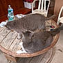 cat, grey_cat, wooden_table, plastic_chair, scissors, water_bottle, indoor, household, furniture, pet, animal, tabletop, clutter, domestic, resting, two_cats, floor, cardboard_box, basket, bench