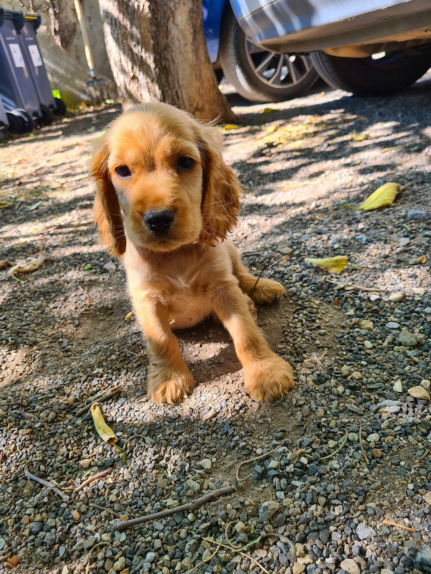 Fudji a rejoint le concours — aidez-le/la à gagner de superbes lots ! asphalt, automotive_exterior, automotive_tire, automotive_wheel_system, carnivore, companion_dog, dog, dog_breed, fawn, fender, fur, road, road_surface, sidewalk, snout, soil, street_dog, tire, vehicle, wheel