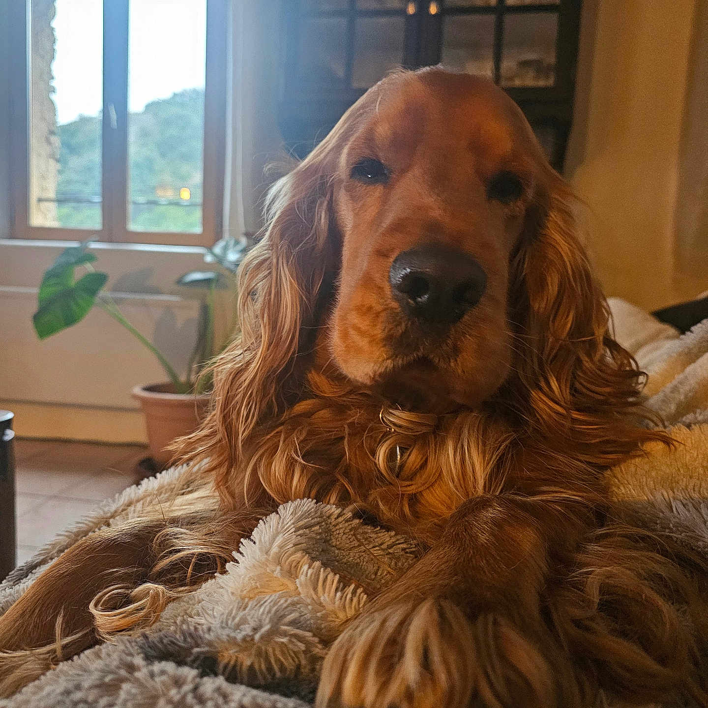 Boogi a rejoint le concours — aidez-le/la à gagner de superbes lots ! animal, blanket, brown, calm, companion, cozy, cute, dog, domestic, fur, furniture, golden_retriever, indoor, living_room, pet, plant, portrait, relaxed, resting, window