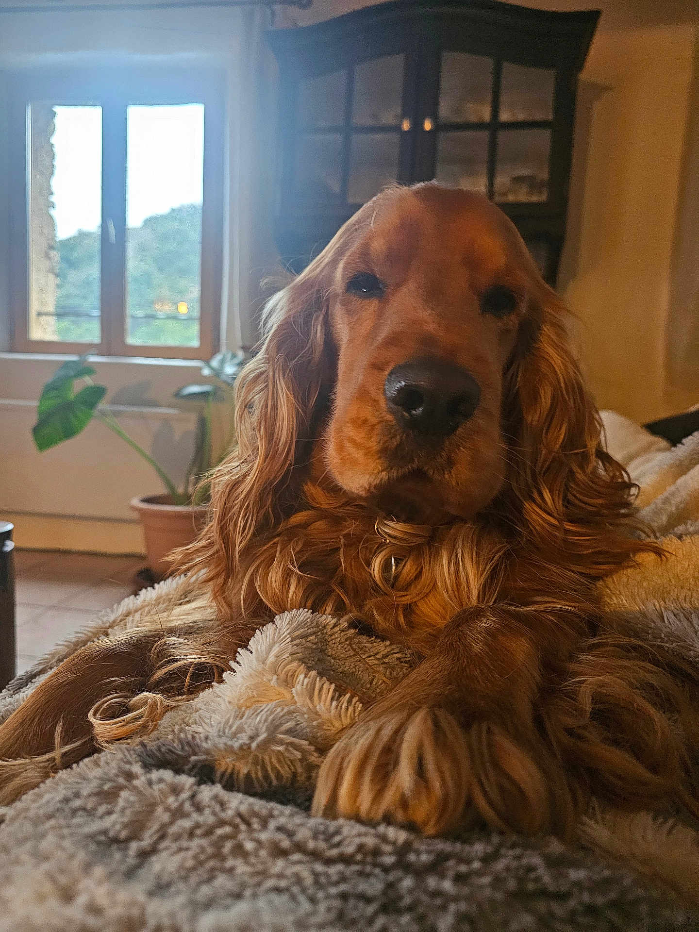 Boogi a rejoint le concours — aidez-le/la à gagner de superbes lots ! dog, golden_retriever, pet, animal, indoor, blanket, fur, cozy, window, plant, furniture, living_room, relaxed, brown, portrait, cute, companion, domestic, calm, resting