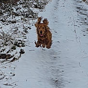 Boogi a rejoint le concours — aidez-le/la à gagner de superbes lots ! dog, brown_dog, running, jumping, snow, snowy_path, outdoor, nature, winter, floppy_ears, happy, playful, animal, canine, fur, motion, energetic, daytime, leafless_plants, trail