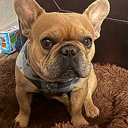 Cooper joined the competition — help win amazing prizes! dog, french_bulldog, pet, brown_fur, sitting, indoor, plaid_harness, fluffy_rug, leather_couch, attentive, close_up, animal, cute, ears, snout, paw, domestic, companion, household, portrait