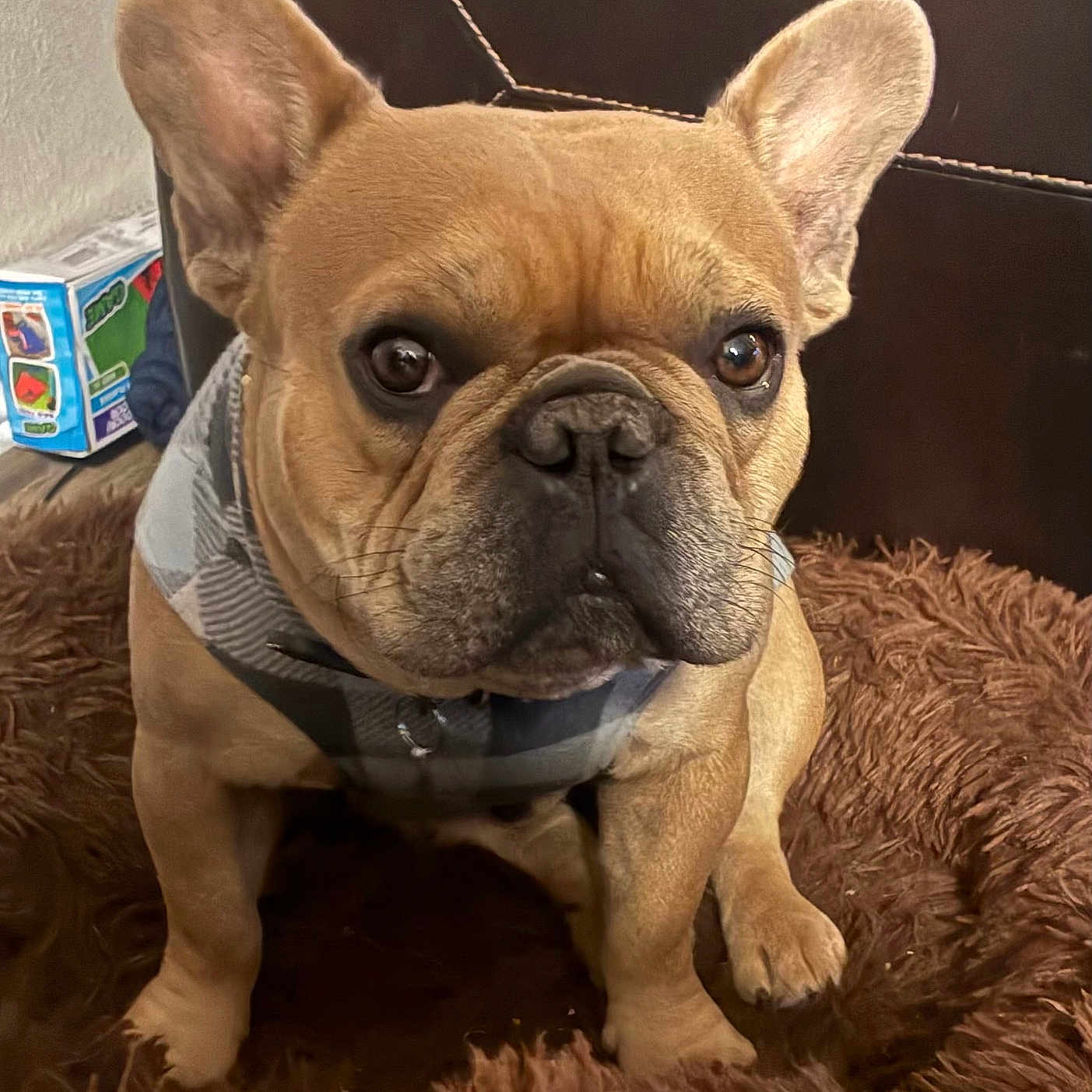 Cooper joined the competition — help win amazing prizes! animal, attentive, brown_fur, close_up, companion, cute, dog, domestic, ears, fluffy_rug, french_bulldog, household, indoor, leather_couch, paw, pet, plaid_harness, portrait, sitting, snout