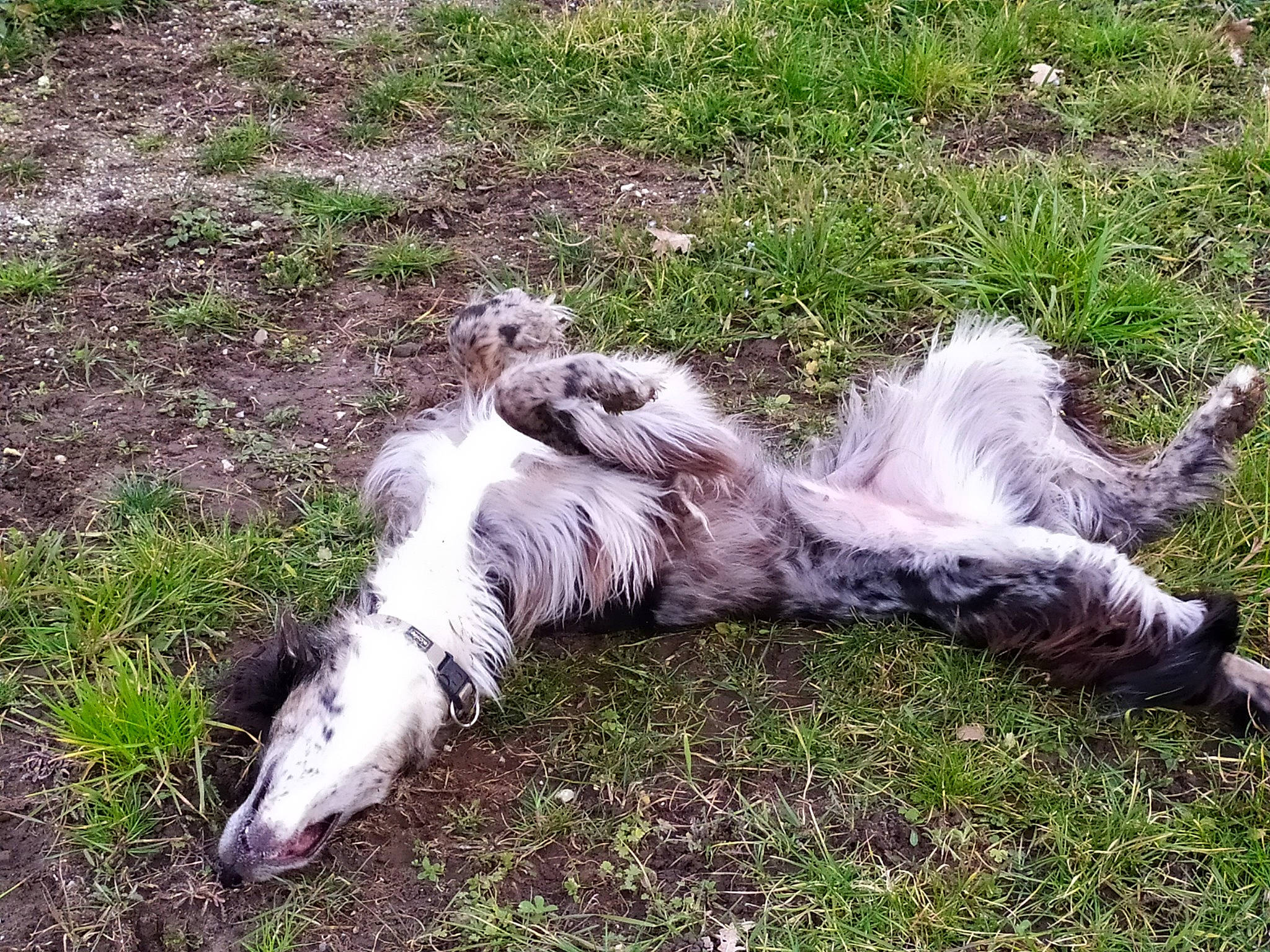 Ondine a rejoint le concours — aidez-le/la à gagner de superbes lots ! canidae, carnivore, companion_dog, dog, dog_breed, english_setter, grass, mammal, retriever, setter, silken_windhound, small_munsterlander, sporting_group, tail, vertebrate