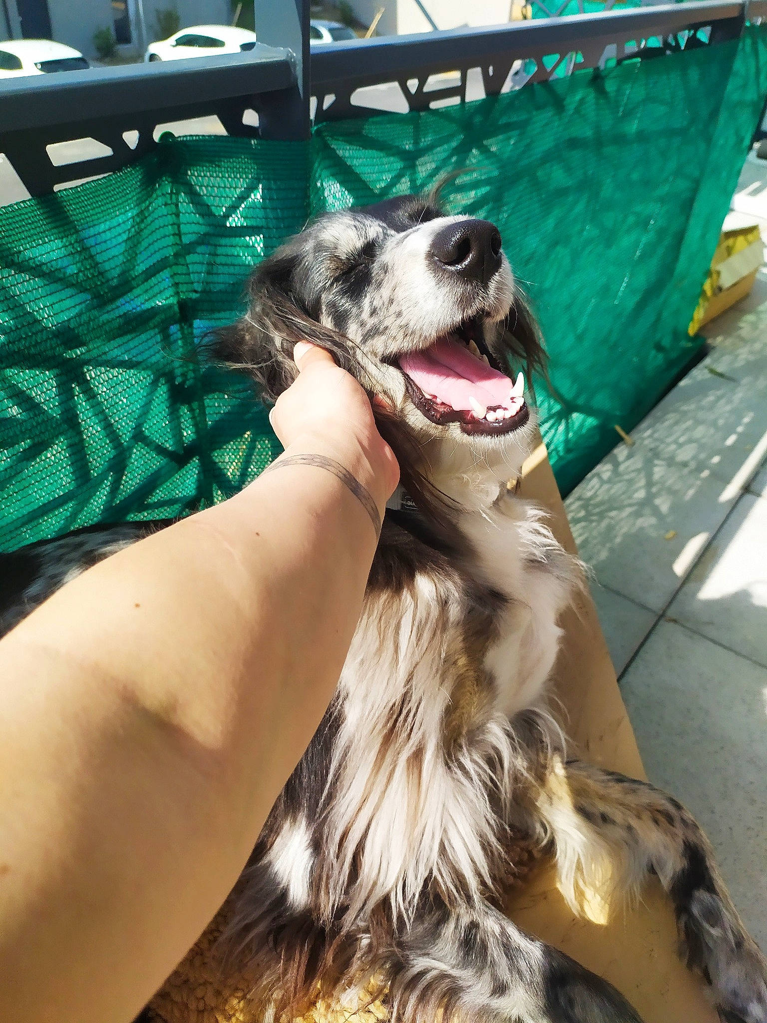 Ondine participe au concours pour gagner de l'argent avec cette photo : canidae, carnivore, dog, dog_breed, english_setter, mammal, retriever, setter, silken_windhound, snout, sporting_group, vertebrate