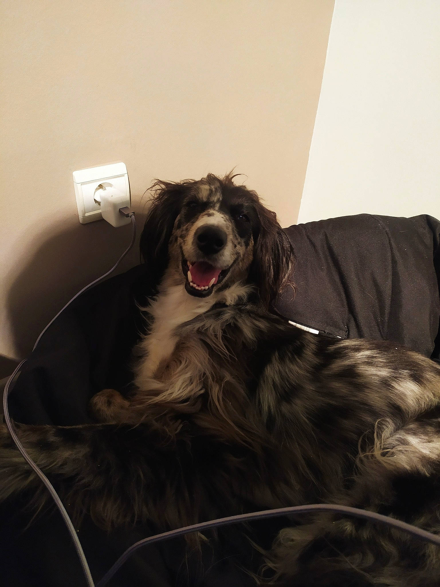 Ondine participe au concours pour gagner de l'argent avec cette photo : afghan_hound, bearded_collie, border_collie, canidae, carnivore, companion_dog, dog, dog_breed, fur, mammal, rare_breed_dog, scottish_deerhound, silken_windhound, sporting_group, tibetan_terrier, vertebrate