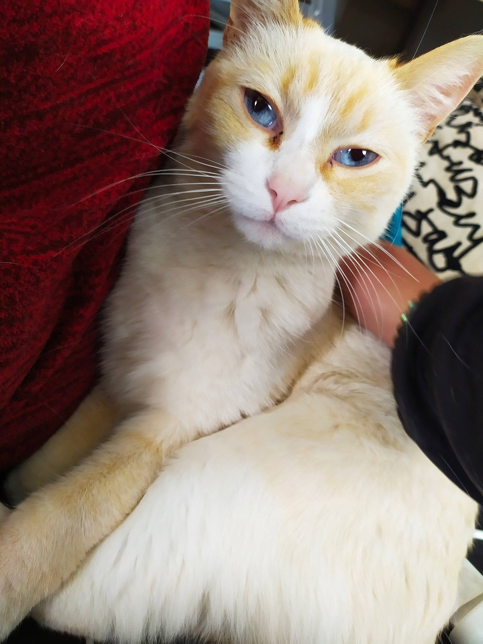 Neige participe au concours pour gagner de l'argent avec cette photo : aegean_cat, asian, asian_semi_longhair, burmilla, carnivore, cat, domestic_long_haired_cat, domestic_short_haired_cat, felidae, javanese, kitten, mammal, ojos_azules, persian, ragdoll, small_to_medium_sized_cats, turkish_angora, turkish_van, vertebrate, whiskers