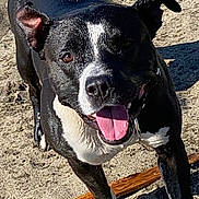 Duce is registered to the contest to win money with this photo: dog, black_and_white, beach, sand, tongue_out, happy, canine, outdoor, sunny, pet, animal, playful, nature, close_up, portrait, daylight, excited, wet, ears_up, stick