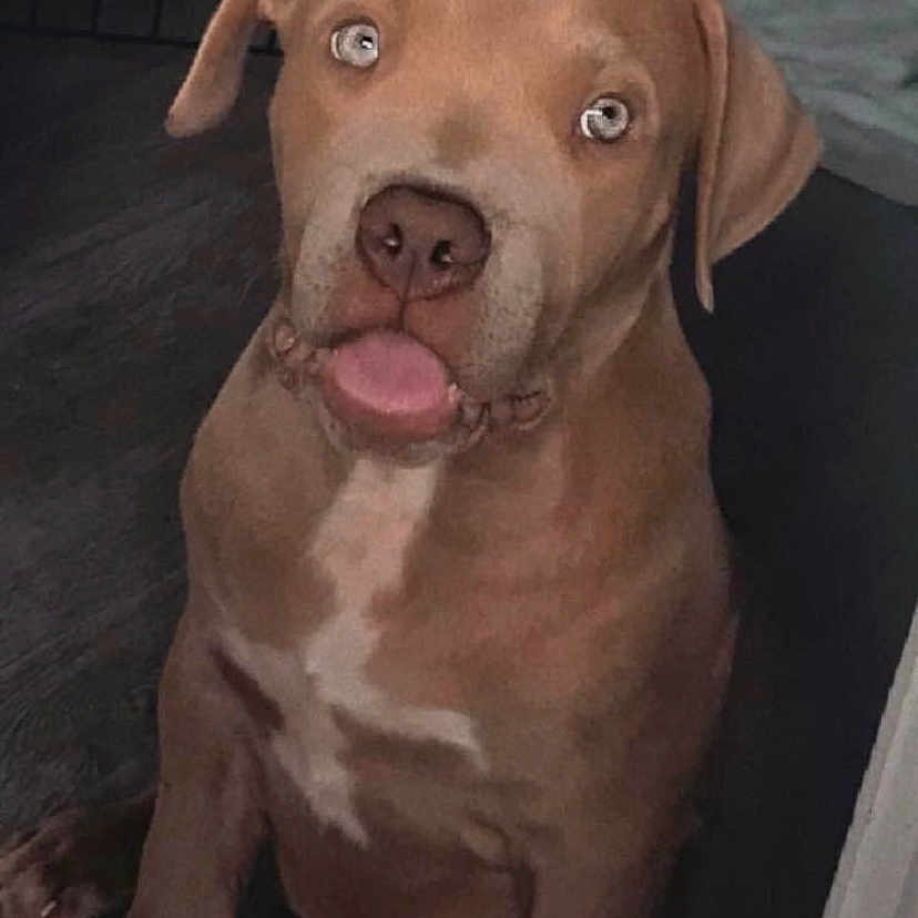 Snoop joined the competition — help win amazing prizes! animal, bodypart, boxer, bulldog, canine, dog, face, head, hound, labradorretriever, mouth, person, pet, photography, pitbull, pointer, portrait, puppy, snout, tongue