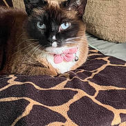 Theodosia joined the competition — help win amazing prizes! animal, bell, blanket, blue_eyes, cat, closeup, cute, domestic_cat, feline, fur, giraffe_pattern, indoor, pet, pink_bow, portrait, relaxed, resting, siamese_cat, soft_light, whiskers