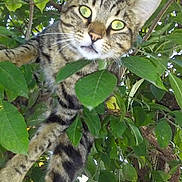 Gribouille a rejoint le concours — aidez-le/la à gagner de superbes lots ! cat, tabby_cat, tree, leaves, outdoor, animal, pet, nature, greenery, branch, curious, feline, climbing, wildlife, closeup, daylight, mammal, whiskers, paws, eyes