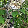animal, branch, cat, climbing, closeup, curious, daylight, eyes, feline, greenery, leaves, mammal, nature, outdoor, paws, pet, tabby_cat, tree, whiskers, wildlife