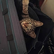 Timmy a rejoint le concours — aidez-le/la à gagner de superbes lots ! animal, bag, black_bag, cat, closeup, cozy, curious, cute, domestic_animal, ears, eyes, feline, indoor, looking, paw, pet, playful, resting, striped, tabby