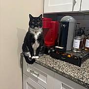 Oliver is registered to the contest to win money with this photo: cat, black_and_white, kitchen, countertop, coffee_machine, nespresso, coffee_pods, cabinet, granite, pet, indoor, feline, curious, sitting, heart_pendant, appliance, white_cabinet, red_coffee_machine, domestic, household