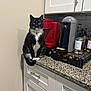 cat, black_and_white, kitchen, countertop, coffee_machine, nespresso, coffee_pods, cabinet, granite, pet, indoor, feline, curious, sitting, heart_pendant, appliance, white_cabinet, red_coffee_machine, domestic, household
