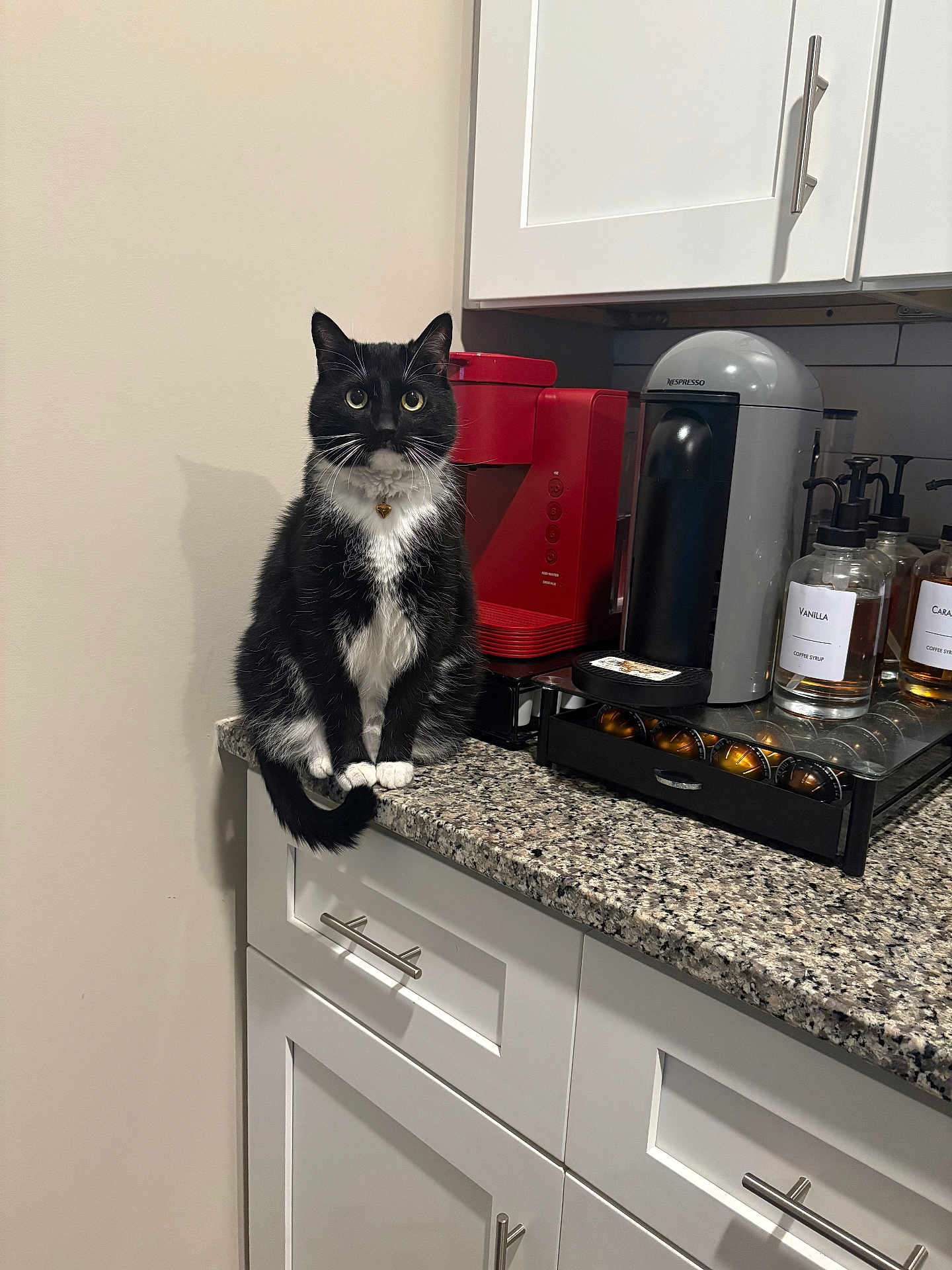 Oliver is registered to the contest to win money with this photo: cat, black_and_white, kitchen, countertop, coffee_machine, nespresso, coffee_pods, cabinet, granite, pet, indoor, feline, curious, sitting, heart_pendant, appliance, white_cabinet, red_coffee_machine, domestic, household