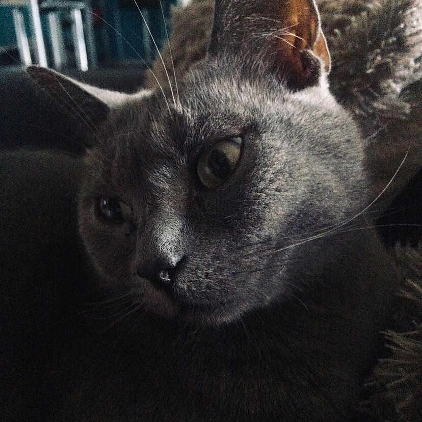 Mocha