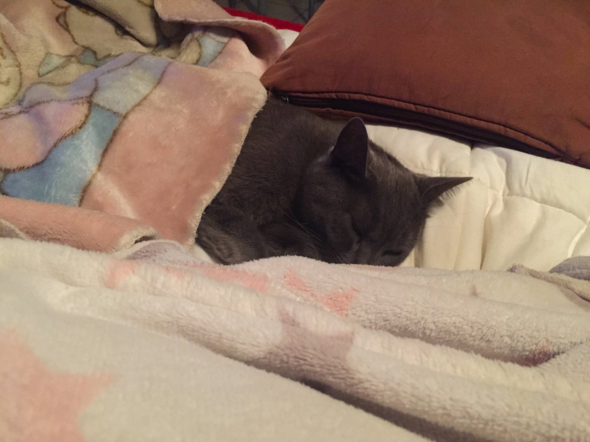 Mocha participe au concours pour gagner de l'argent avec cette photo : bed, bedding, black_cat, carnivore, cat, comfort, duvet, fawn, felidae, fur, grey, human_leg, linens, pillow, room, small_to_medium_sized_cats, tail, tints_and_shades, whiskers, wood