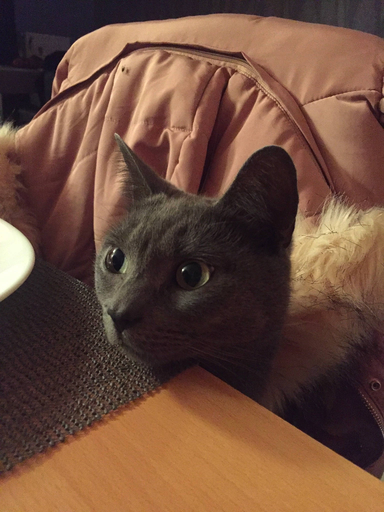 Mocha a rejoint le concours — aidez-le/la à gagner de superbes lots ! black_cat, box, carnivore, cat, comfort, domestic_short_haired_cat, fawn, felidae, flooring, fur, grey, hardwood, linens, russian_blue, serveware, small_to_medium_sized_cats, snout, tail, whiskers, wood