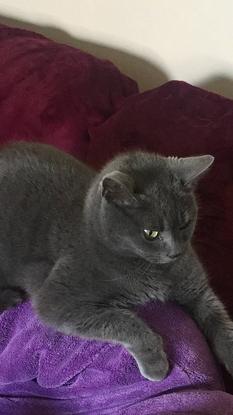 Mocha participe au concours pour gagner de l'argent avec cette photo : carnivore, cat, claw, comfort, domestic_short_haired_cat, felidae, fur, grey, russian_blue, small_to_medium_sized_cats, snout, tail, terrestrial_animal, whiskers