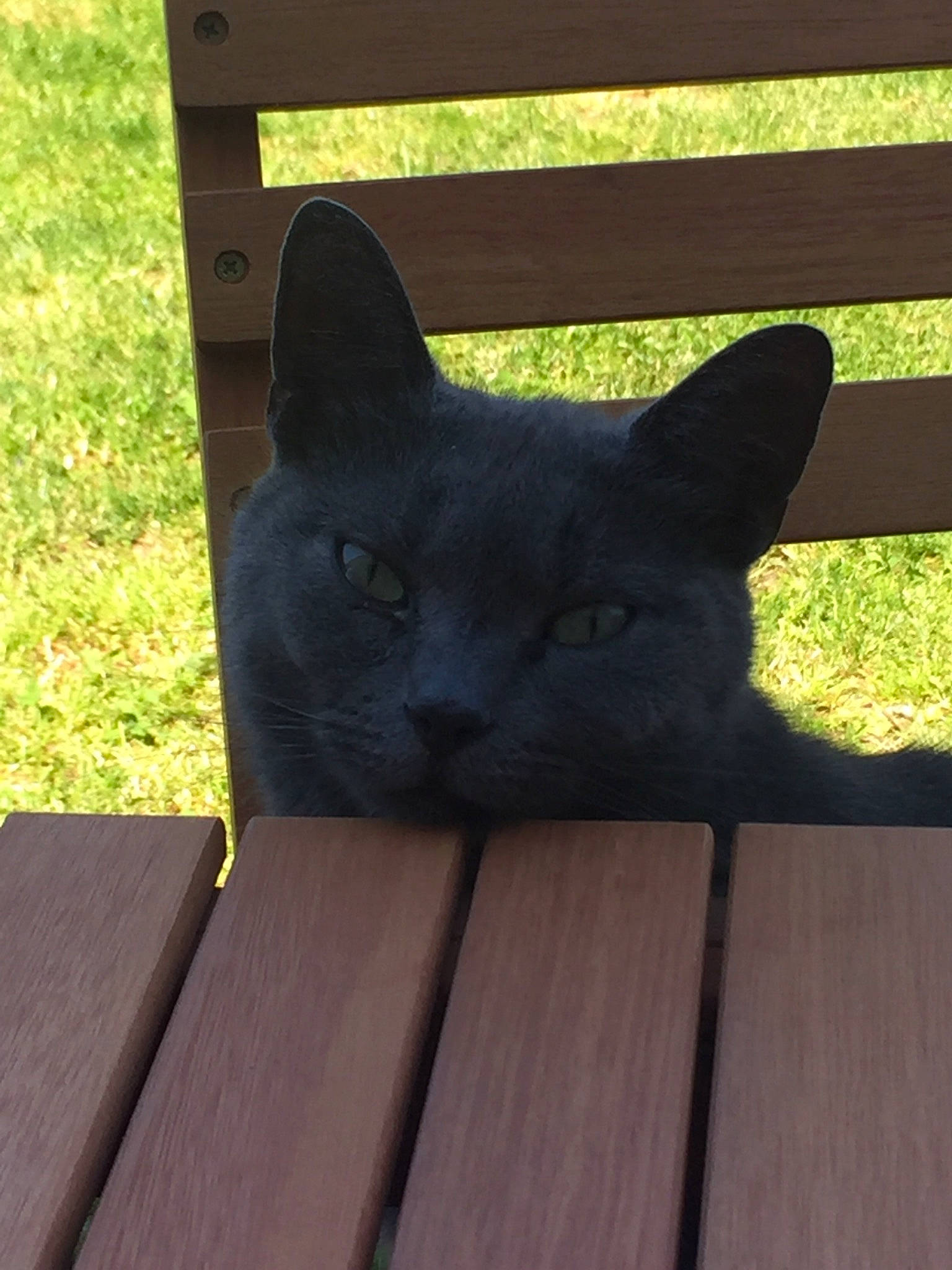 Mocha a rejoint le concours — aidez-le/la à gagner de superbes lots ! black_cat, bombay, carnivore, cat, comfort, domestic_short_haired_cat, fawn, felidae, grass, grey, hardwood, shade, small_to_medium_sized_cats, snout, tail, terrestrial_animal, tints_and_shades, whiskers, window, wood