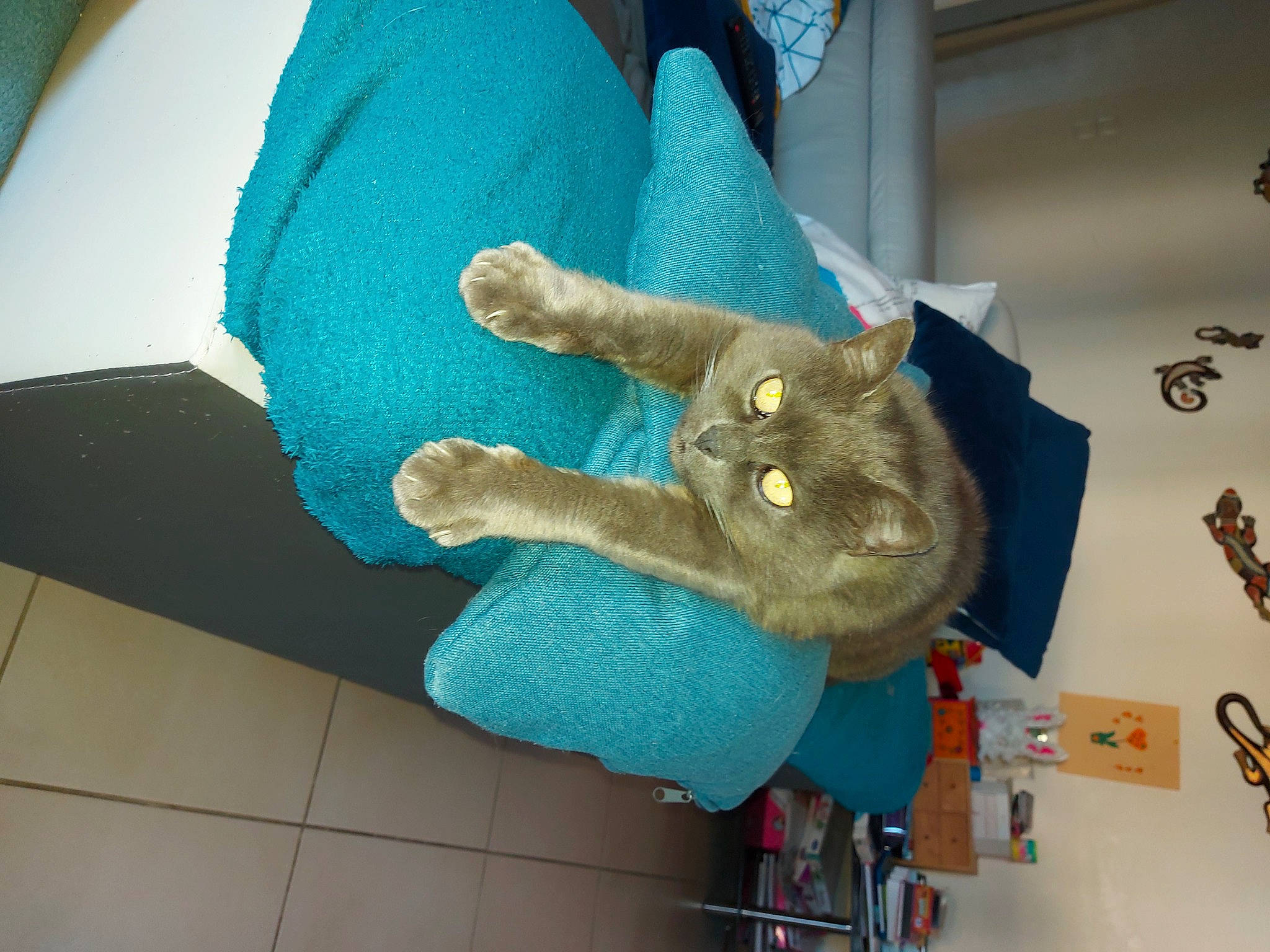 Chat participe au concours pour gagner de l'argent avec cette photo : art, azure, blue, cat, creative_arts, electric_blue, fashion_accessory, felidae, fur, gesture, glove, plush, small_to_medium_sized_cats, stuffed_toy, tail, thread, toy, whiskers, wool, woolen