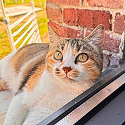 Framboise participe au concours pour gagner de l'argent avec cette photo : animal, brick_wall, calico_cat, cat, chair, closeup, curious, ears, feline, fur, garden, nose, outdoor, pet, reflection, relaxing, sunlight, table, whiskers, window