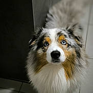 T-Rex a rejoint le concours — aidez-le/la à gagner de superbes lots ! animal, canine, cockerspaniel, collie, dog, eskimodog, hardwood, hound, husky, papillon, pet, puppy, snout, terrier, wood