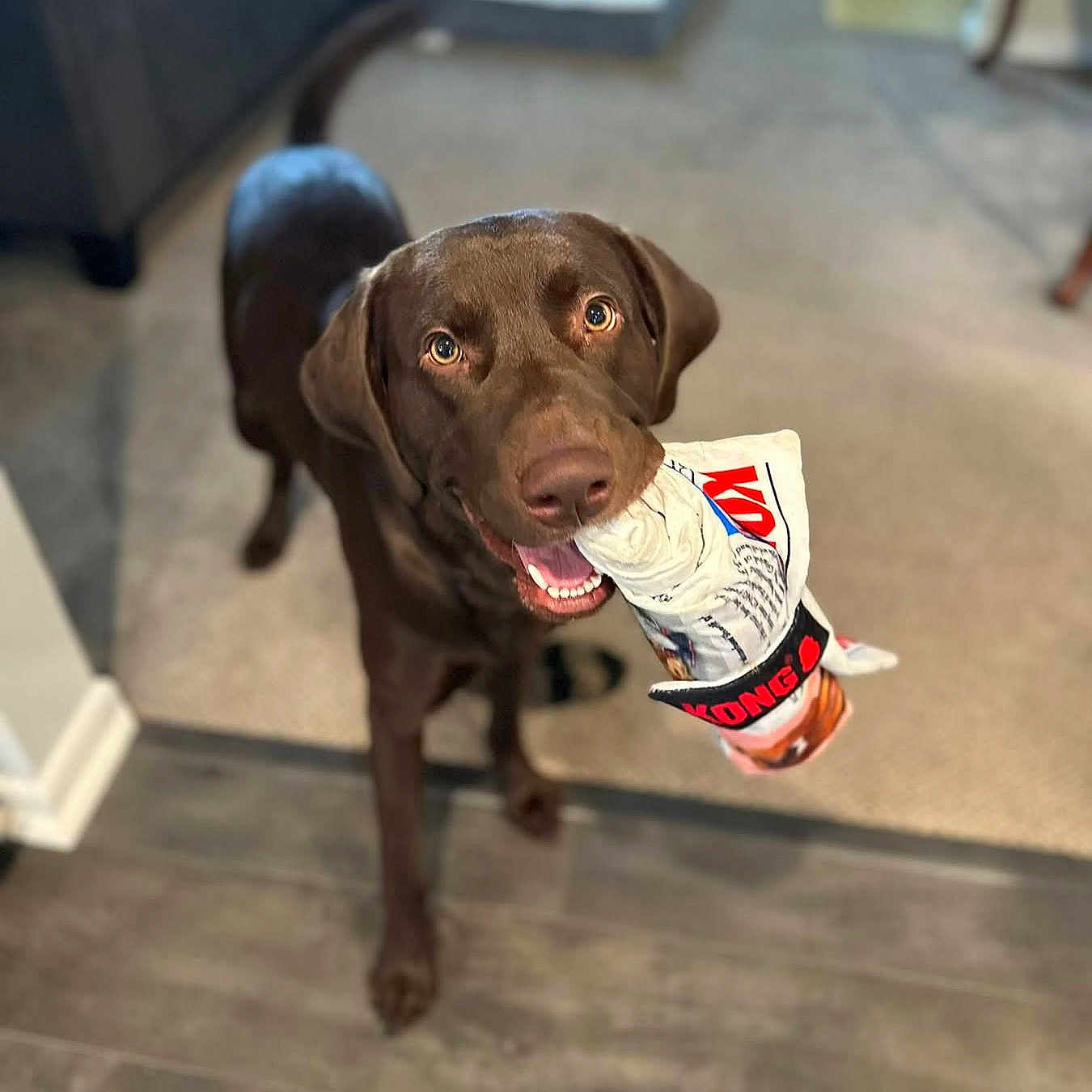 Atlas is registered to the contest to win money with this photo: animal, canine, carpet, chocolate_labrador, dog, domestic, ears, floor, fur, happy, indoor, kong_toy, labrador, looking_up, mouth, pet, playful, tail, toy, wood_floor